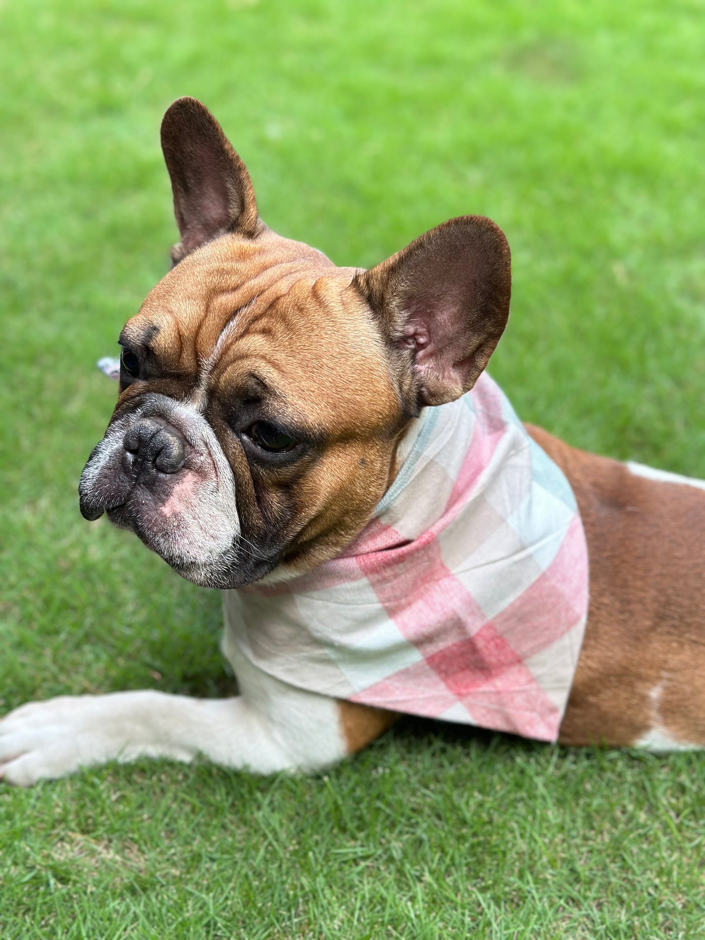 Pawpurry Bandana