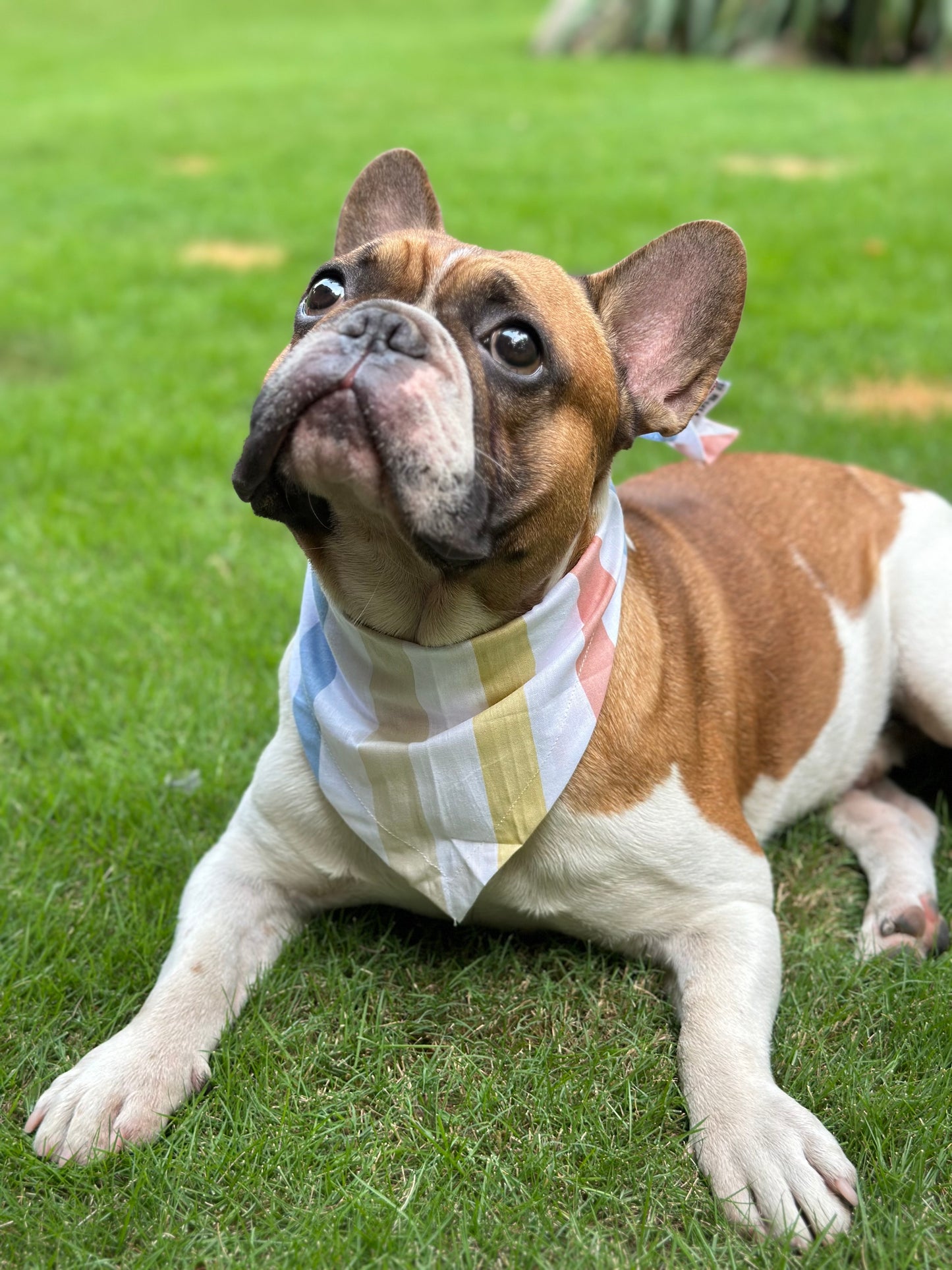 Candy Paw Bandana